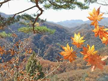 解生肖:头顶蓝天脚踏地四代同堂四庆寿正确打一动物